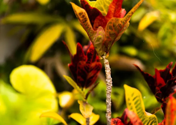 Laurisilva 빌라 사우살