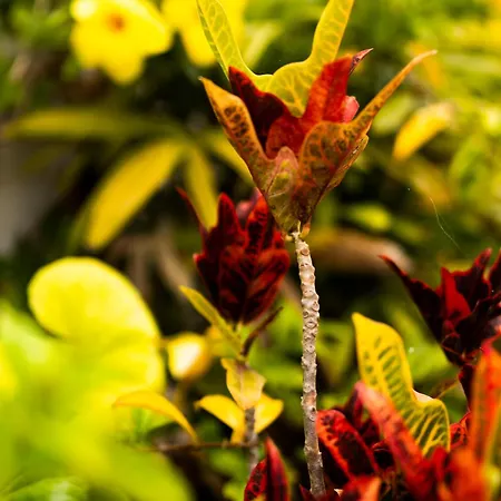 Laurisilva ヴィラ サウサル