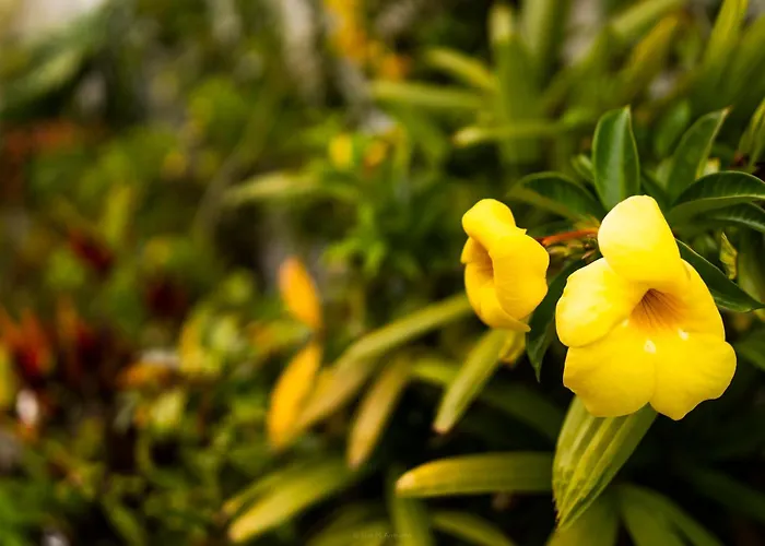 ヴィラ Laurisilva *